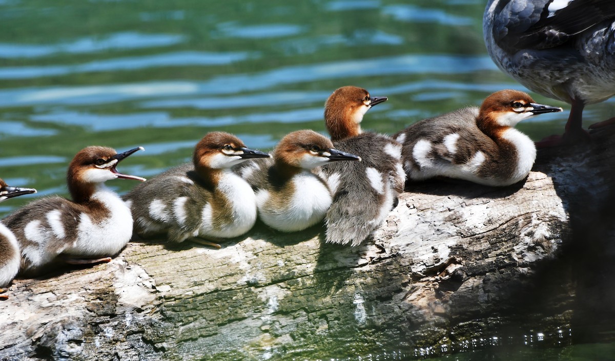 Common Merganser - ML588675121