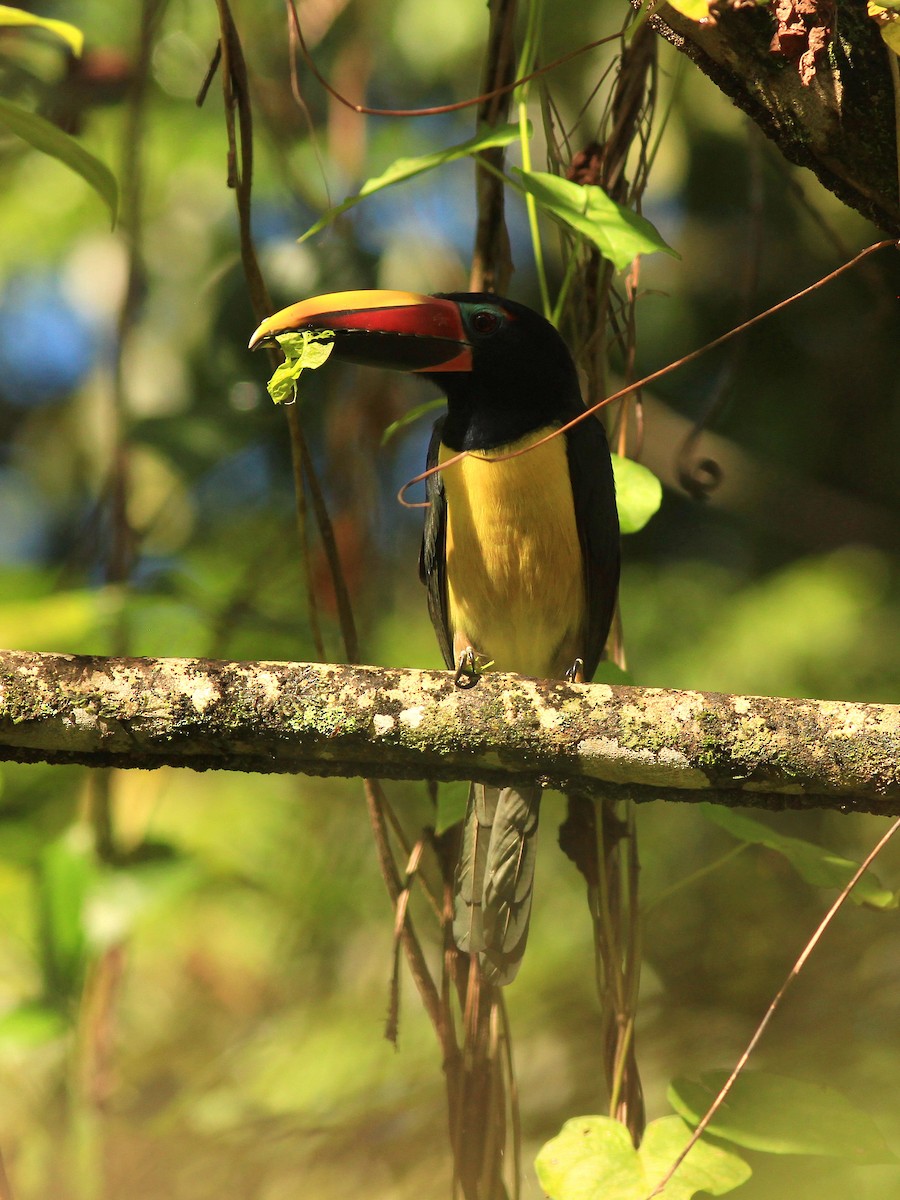 Green Aracari - Thomas Quartier