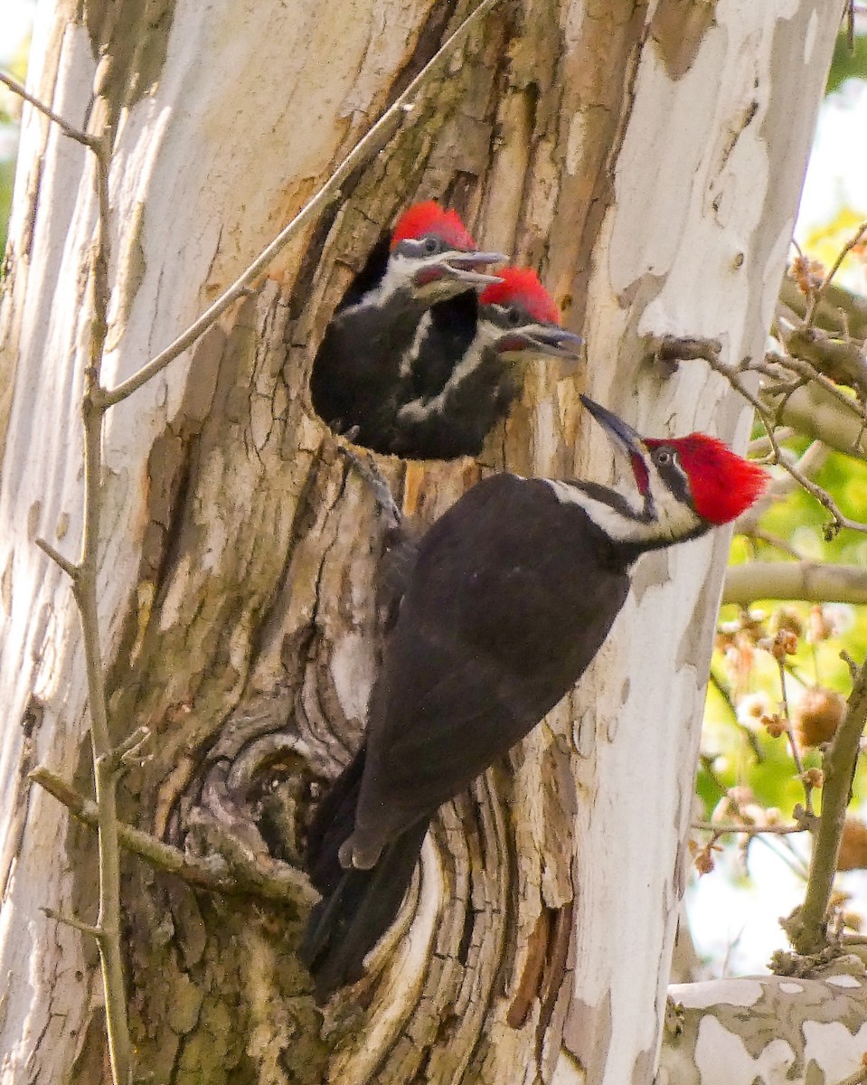 Pileated Woodpecker - ML588675501