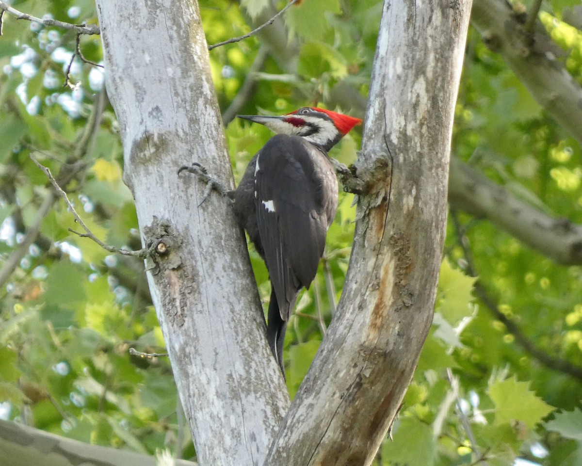 Pileated Woodpecker - ML588676031