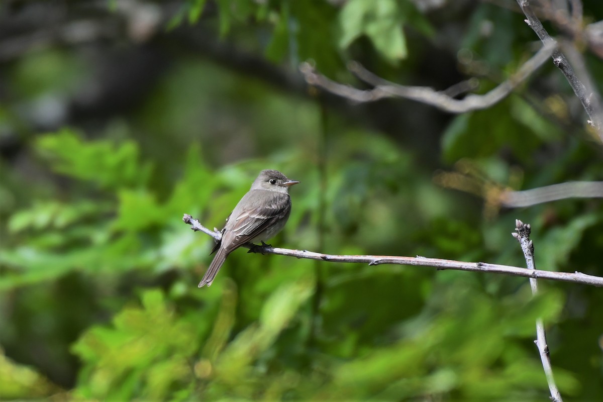 Eastern Wood-Pewee - ML588676471