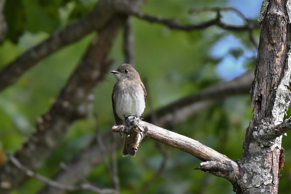 Eastern Phoebe - ML588676481