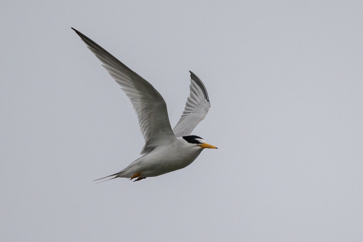 Least Tern - ML588676861