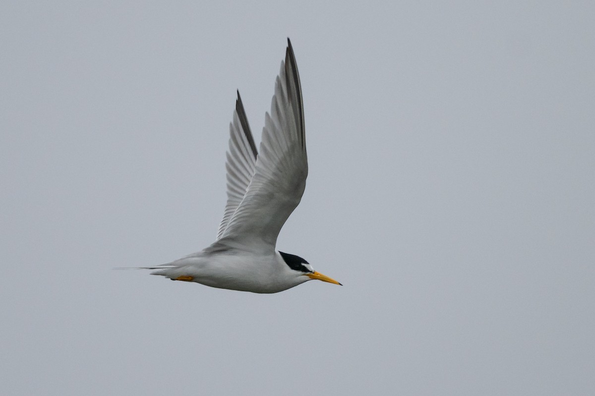 Least Tern - ML588676891