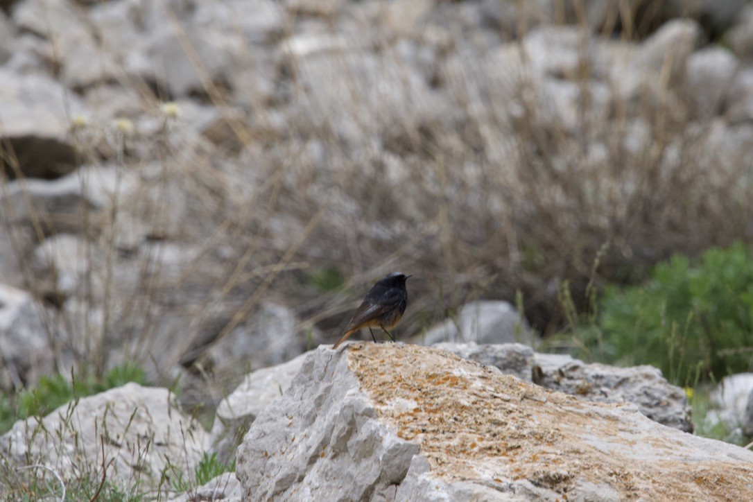 Black Redstart (Eastern) - Gabriel Leite