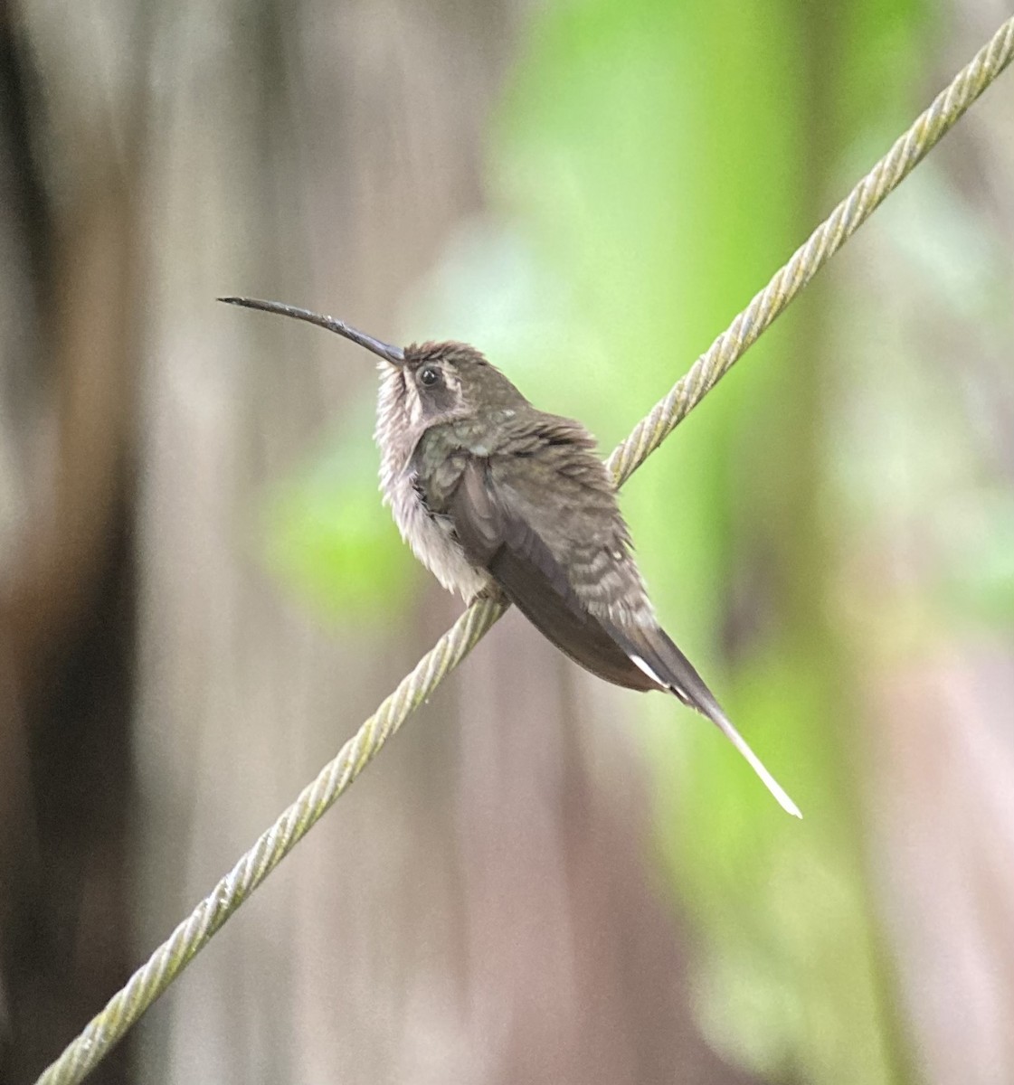 White-bearded Hermit - Jeff Marks