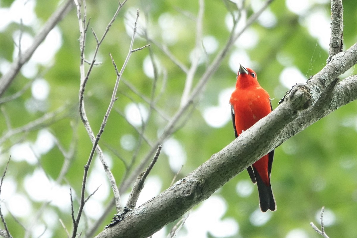 Scarlet Tanager - ML588677441