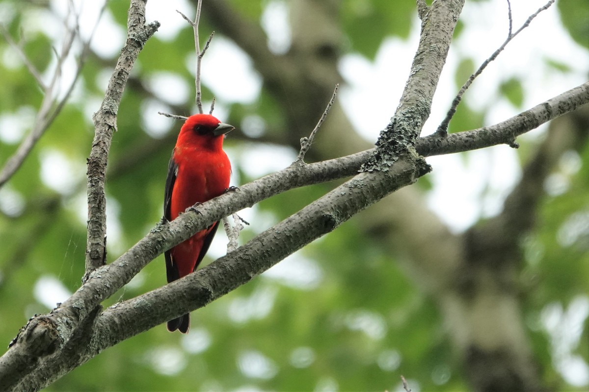 Scarlet Tanager - ML588677451