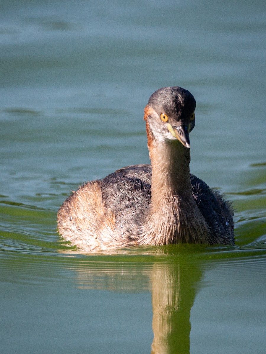 Australasian Grebe - ML588677631