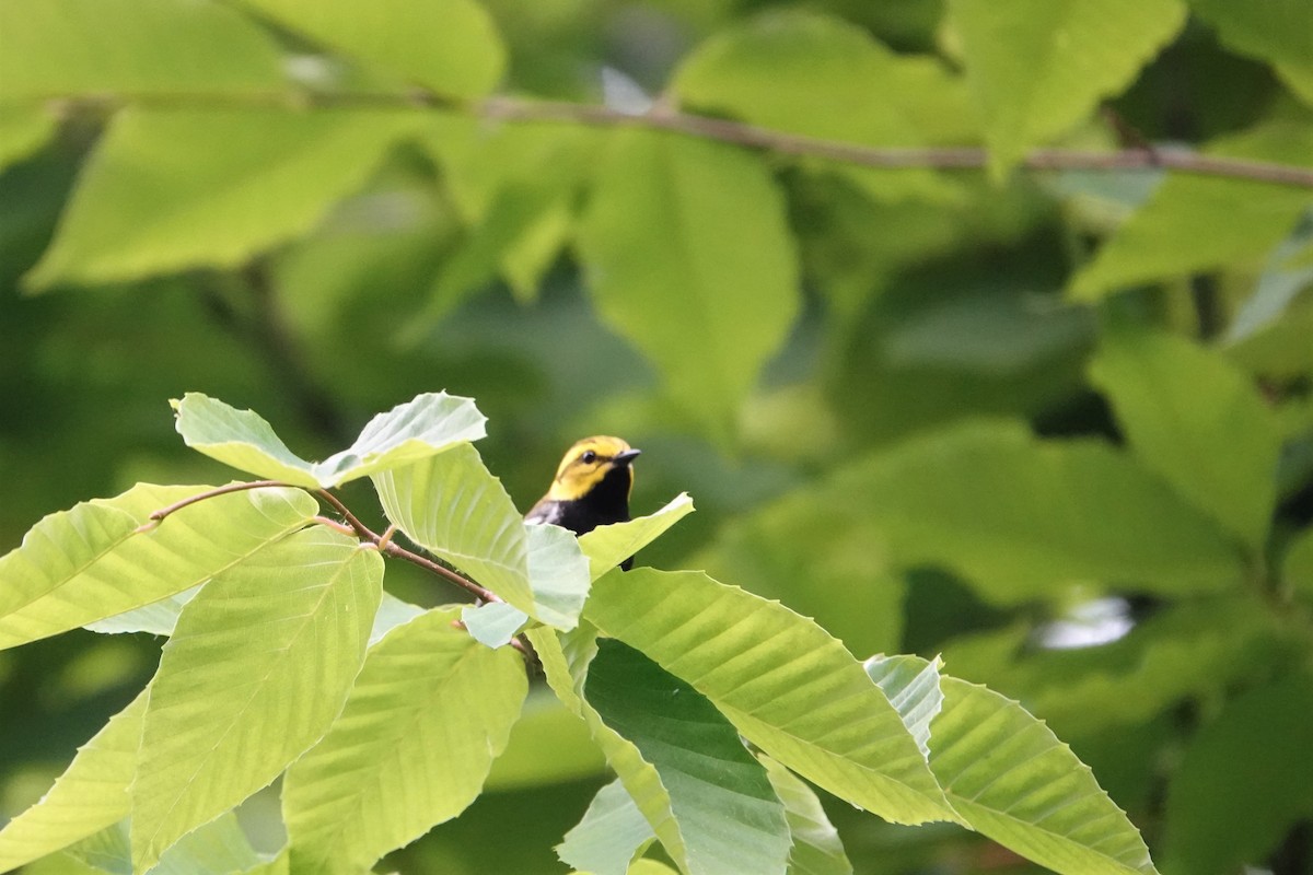 Black-throated Green Warbler - ML588677641
