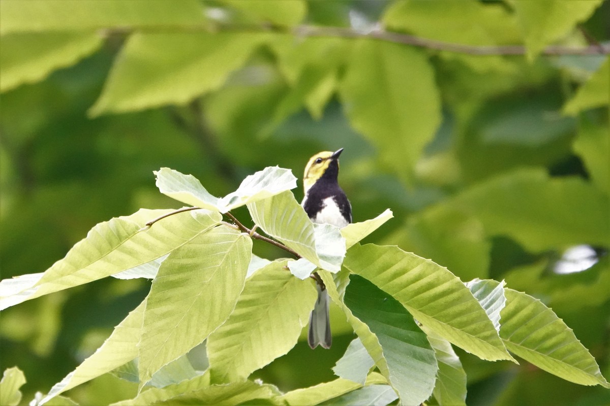Black-throated Green Warbler - ML588677651