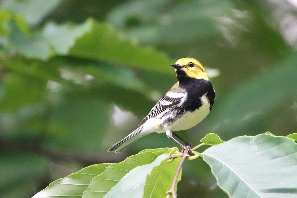 Black-throated Green Warbler - ML588677661