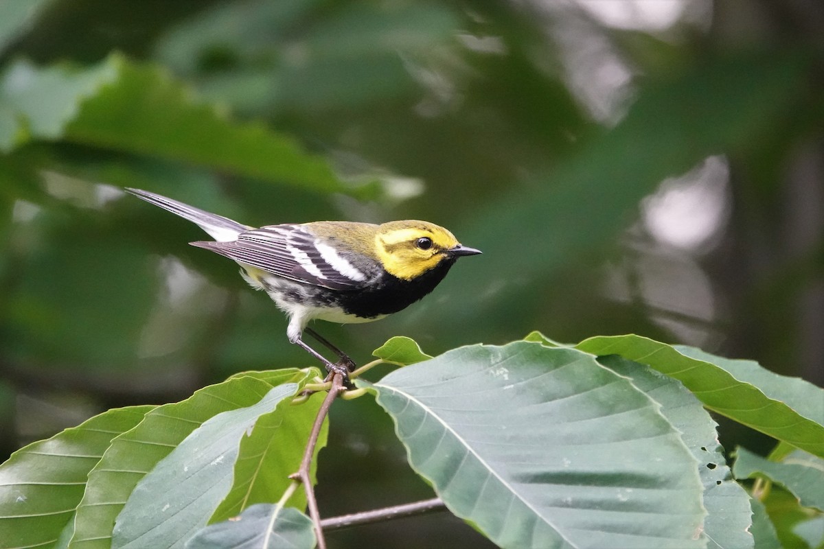 Black-throated Green Warbler - ML588677671