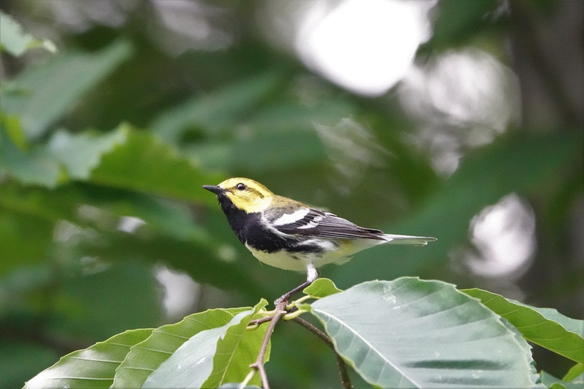 Black-throated Green Warbler - ML588677681
