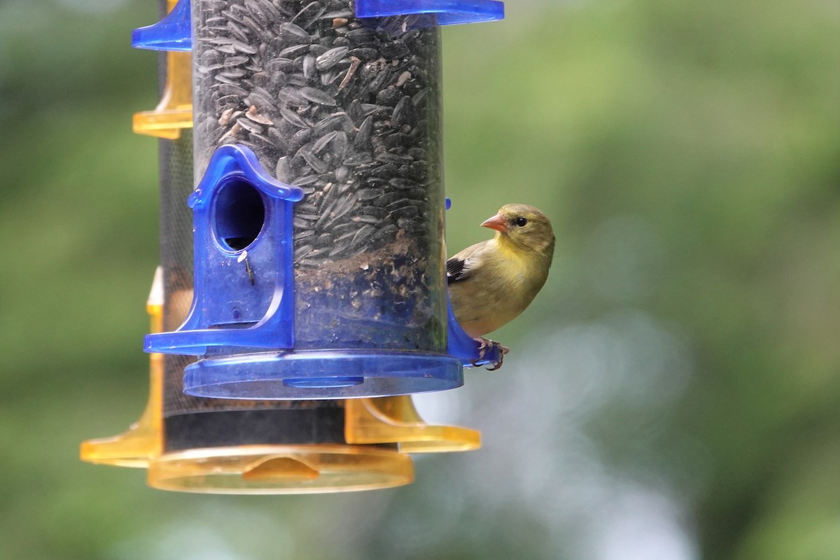 American Goldfinch - ML588677731