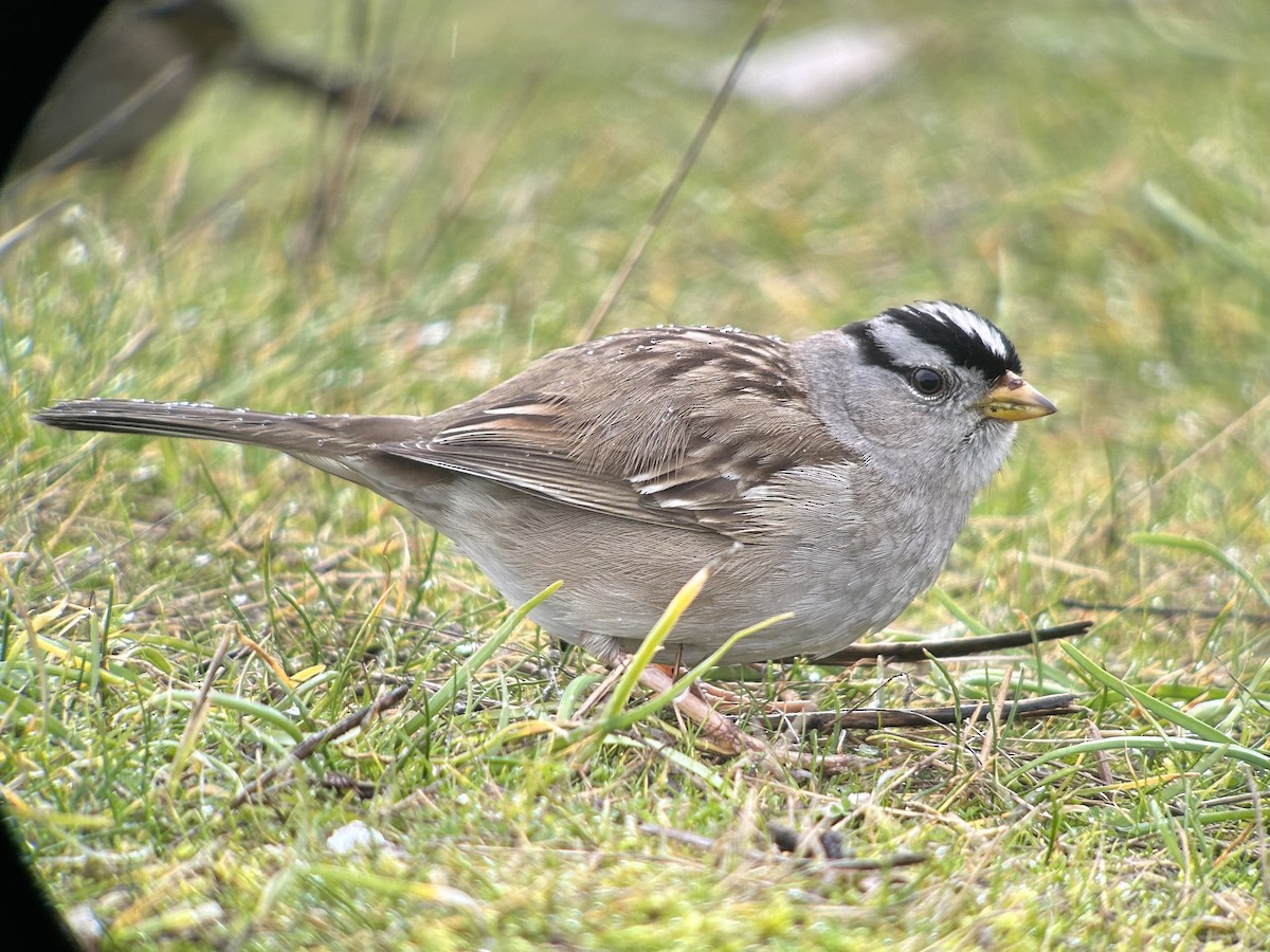 White-crowned Sparrow - ML588678051