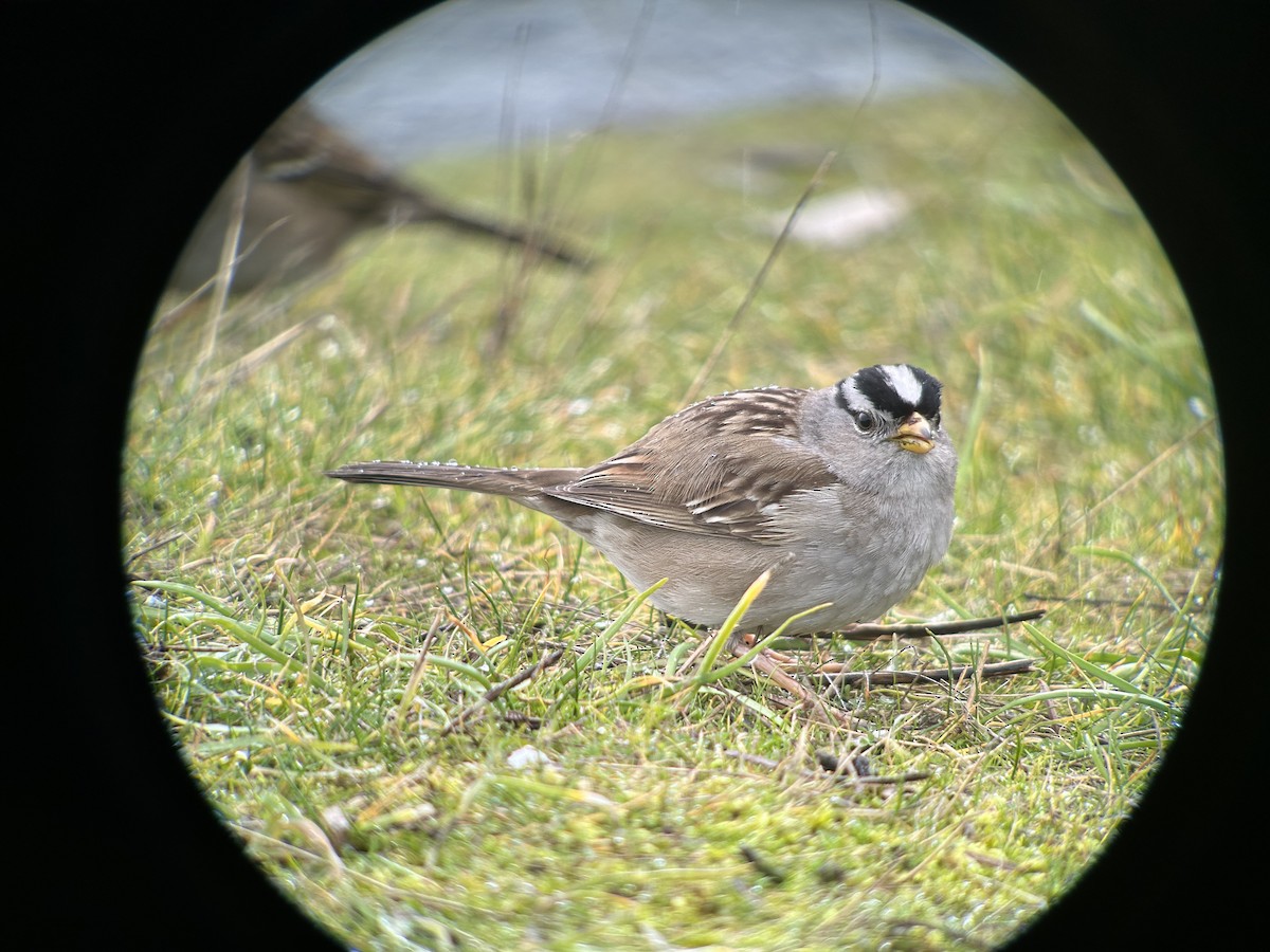 White-crowned Sparrow - ML588678061