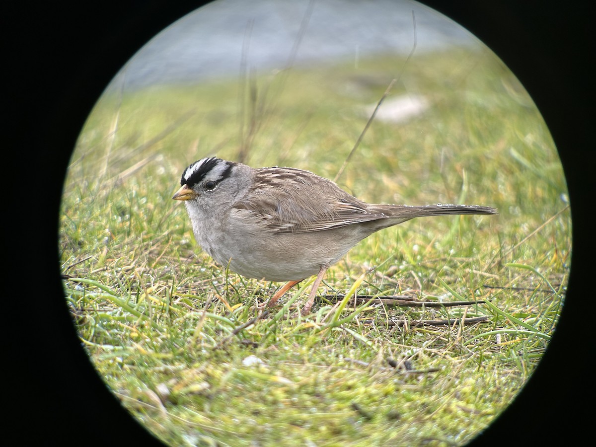 White-crowned Sparrow - ML588678071