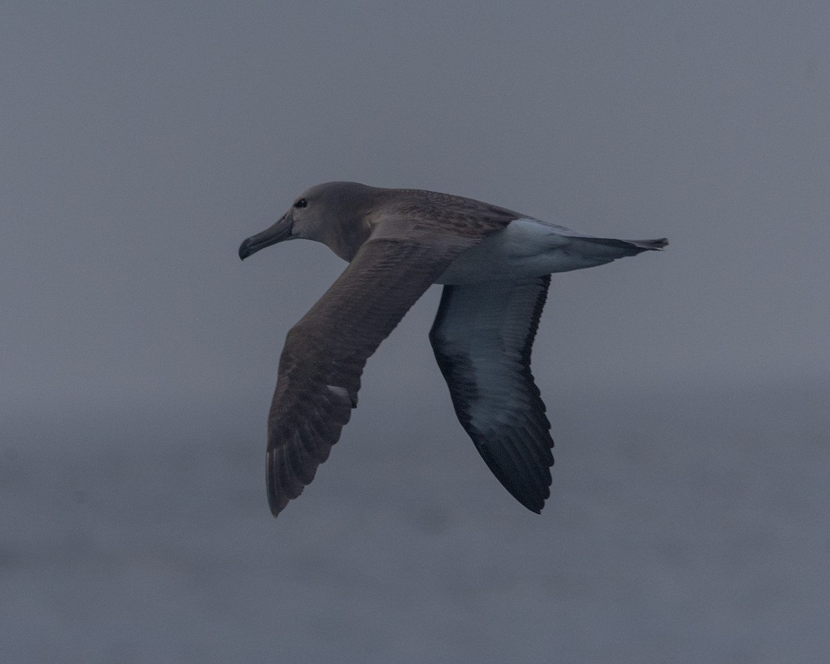 albatros chathamský - ML588678191