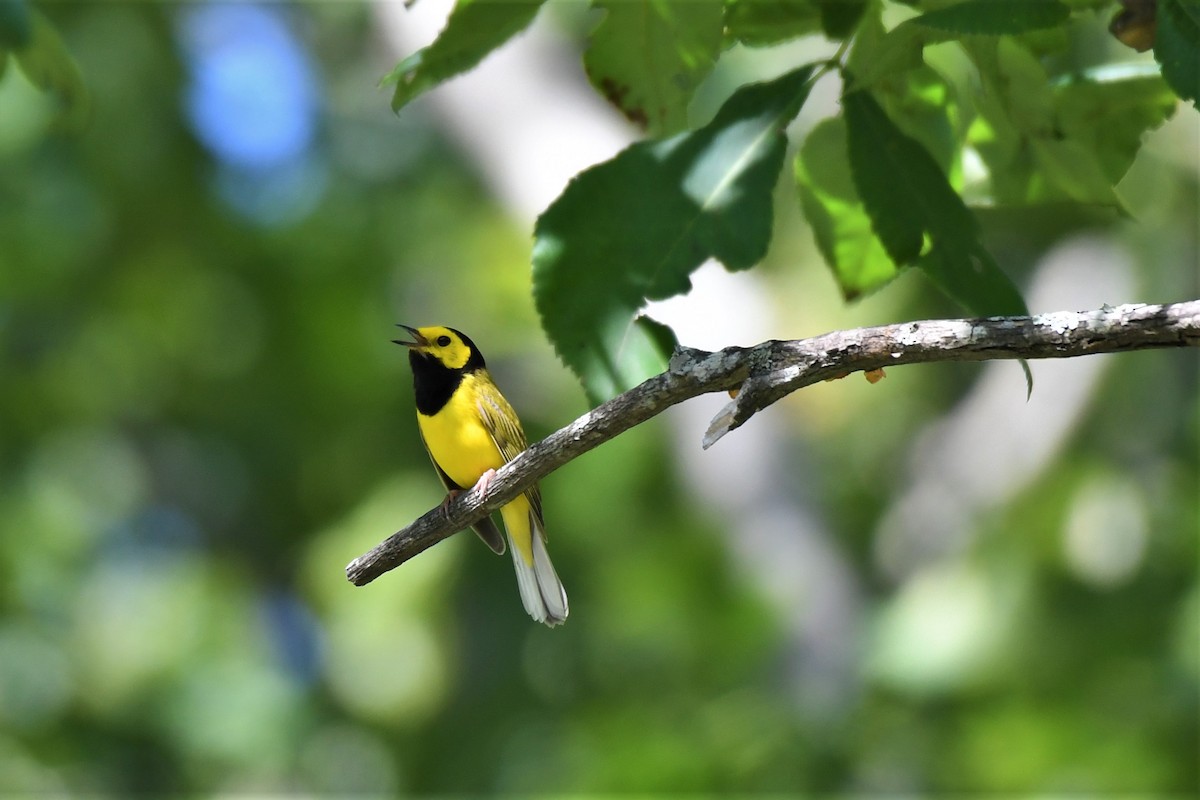 Hooded Warbler - ML588678391