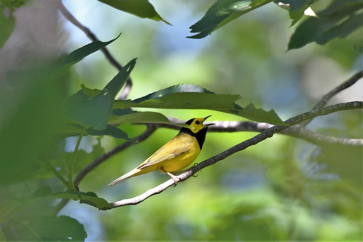 Hooded Warbler - ML588678401