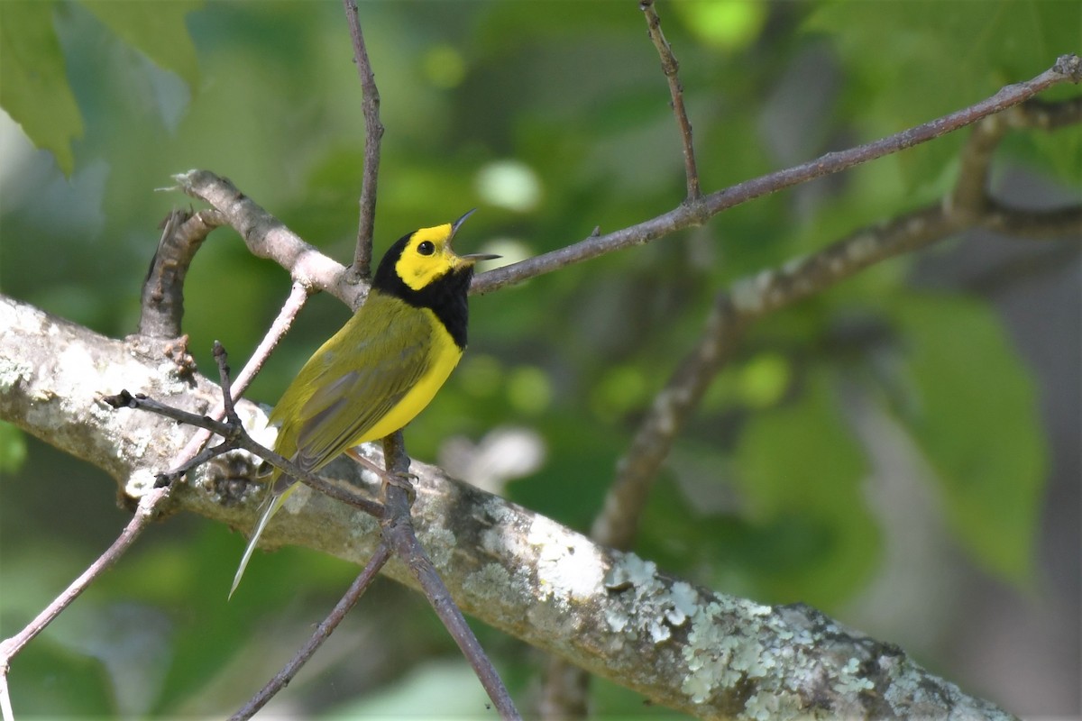 Hooded Warbler - ML588678411