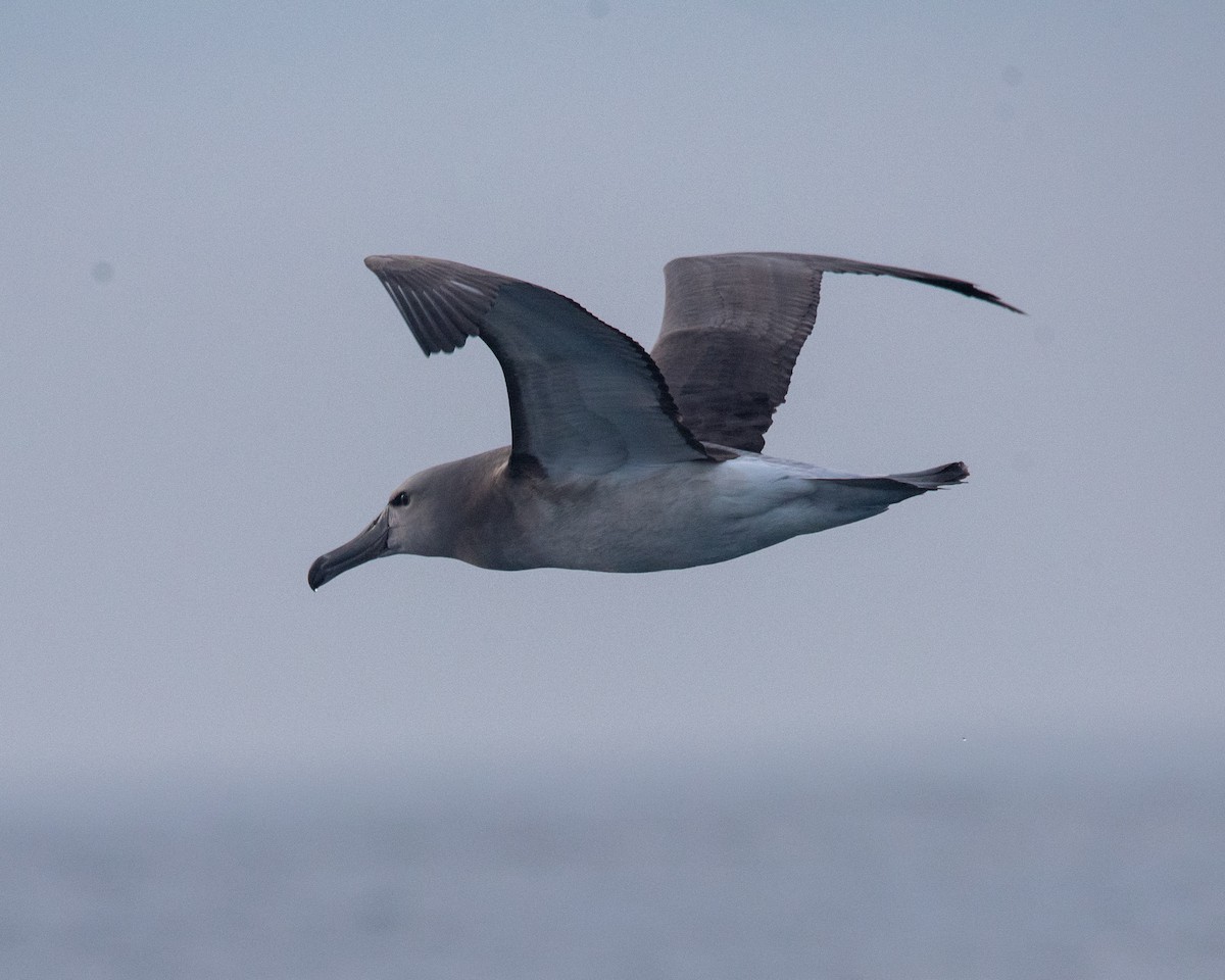Chatham Albatross - Pablo Maass Zepeda