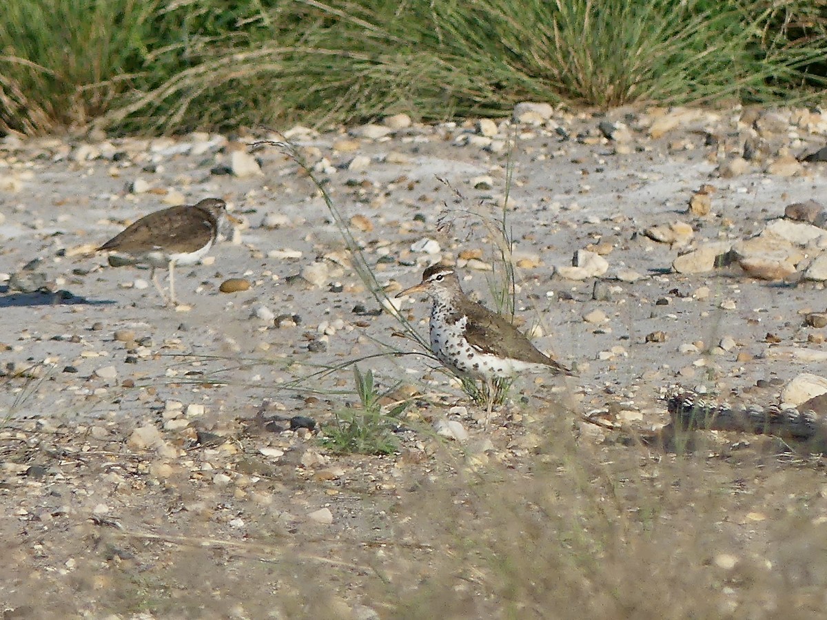 Spotted Sandpiper - ML588678631