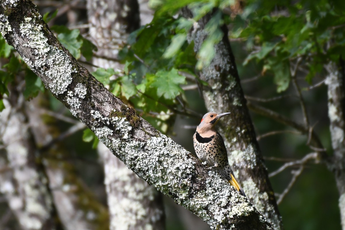 Northern Flicker - ML588678761