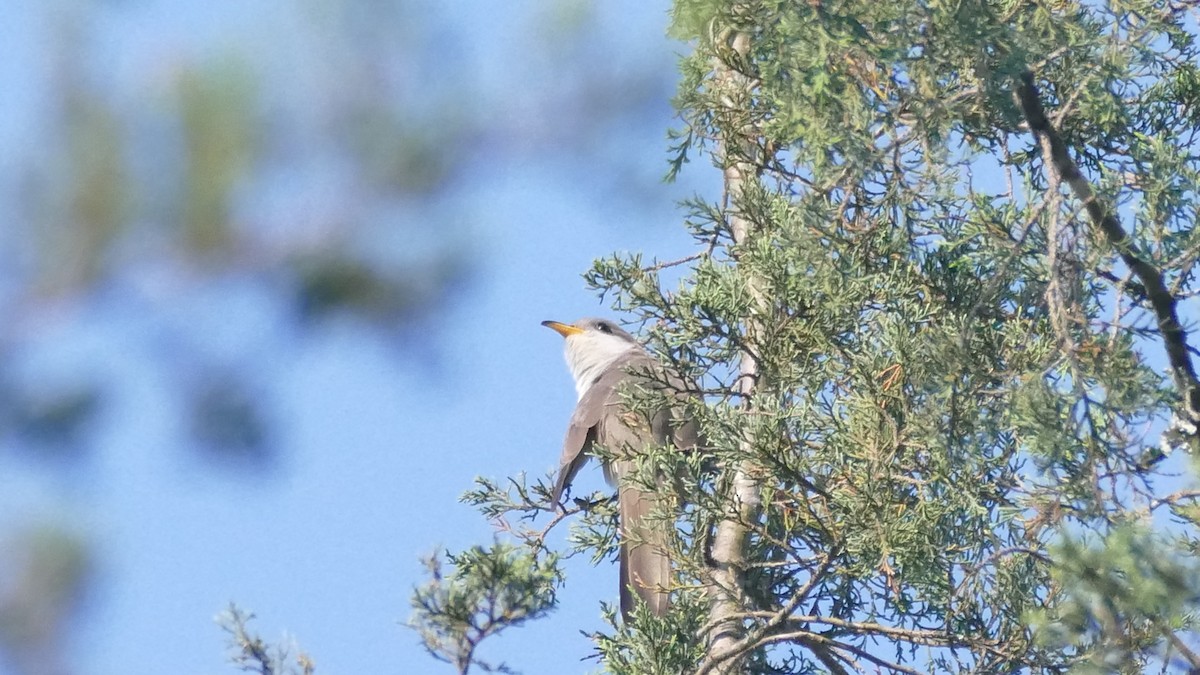 Yellow-billed Cuckoo - ML588679551