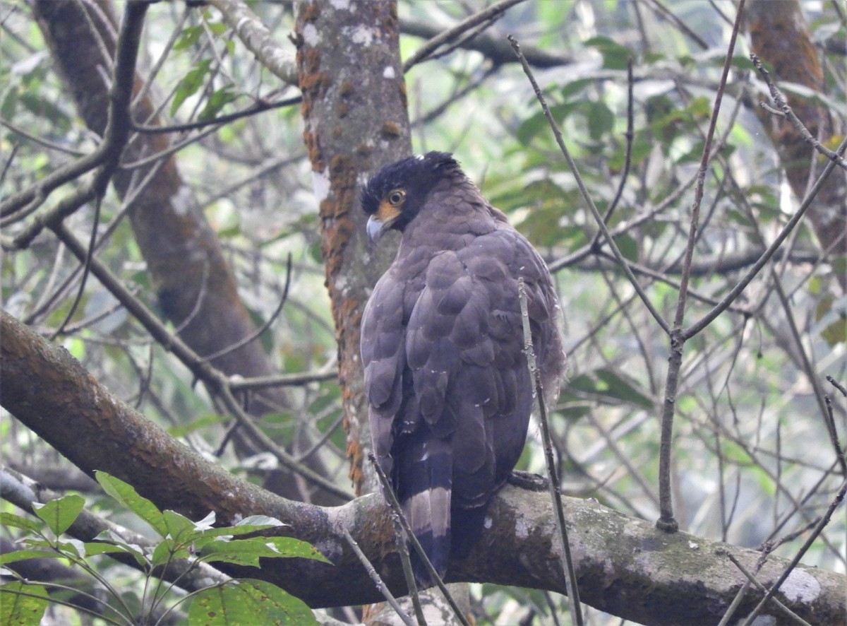 Crested Serpent-Eagle - ML588679591