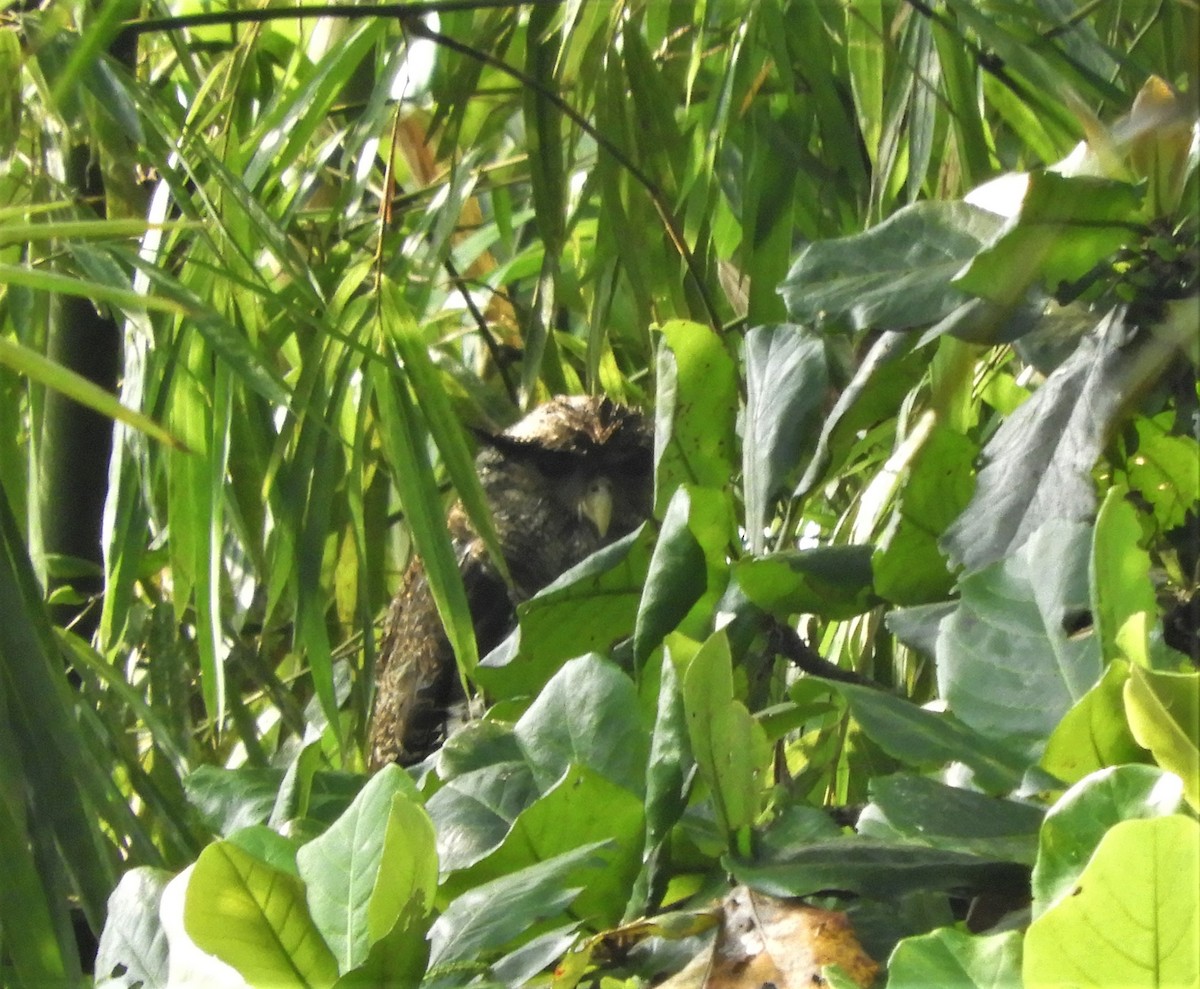 Barred Eagle-Owl - ML588679811