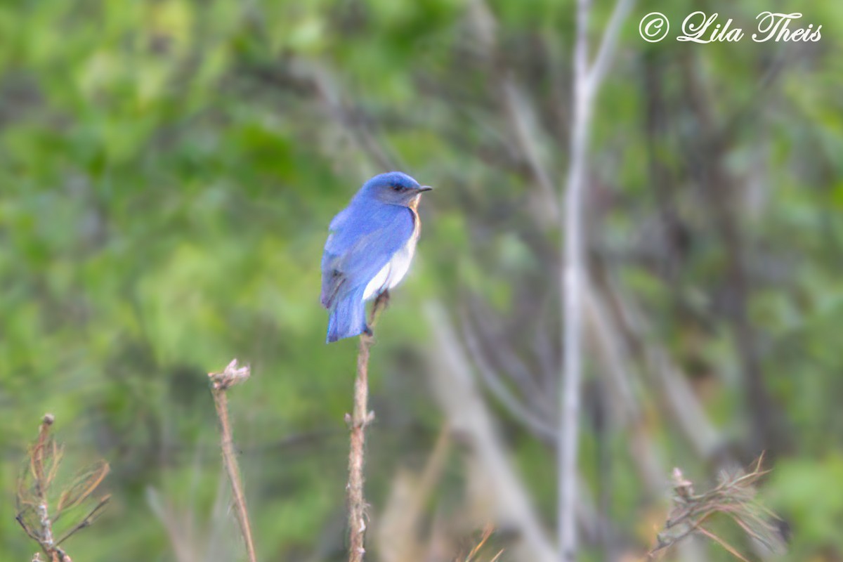 Eastern Bluebird - Lila Theis