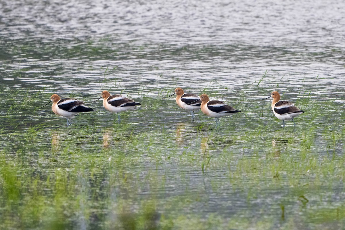 Avoceta Americana - ML588680251