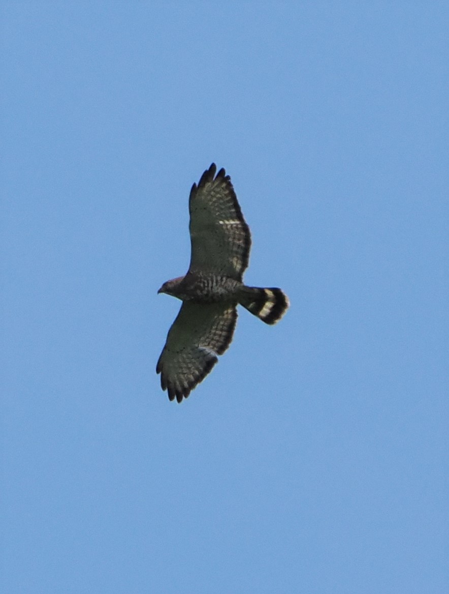 Broad-winged Hawk - Bill Stanley