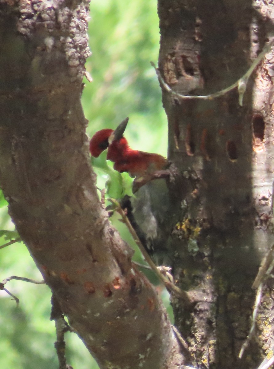 Red-breasted Sapsucker - Anonymous