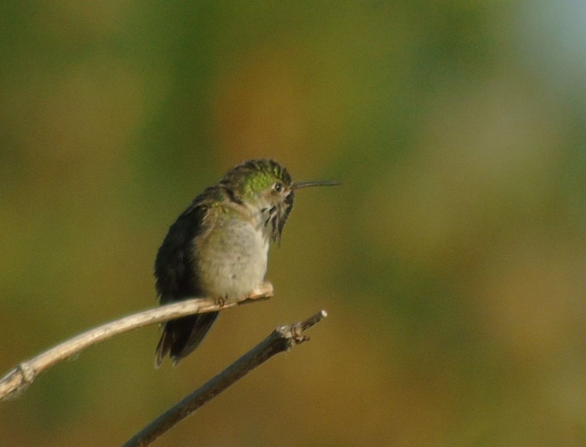 Calliope Hummingbird - ML588681951