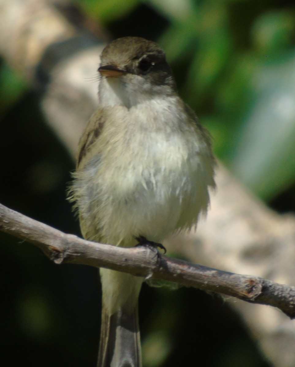 Willow Flycatcher - ML588682101