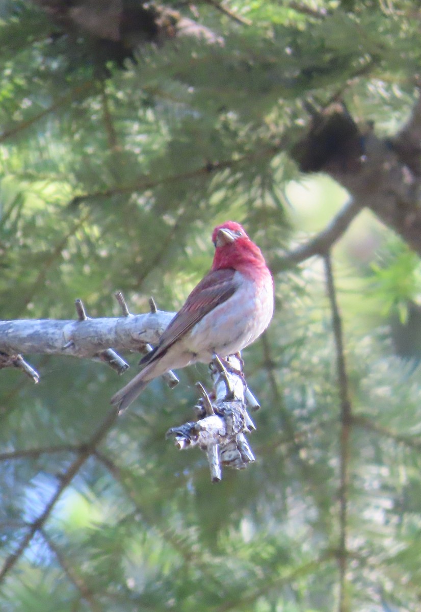 Purple Finch - ML588682541