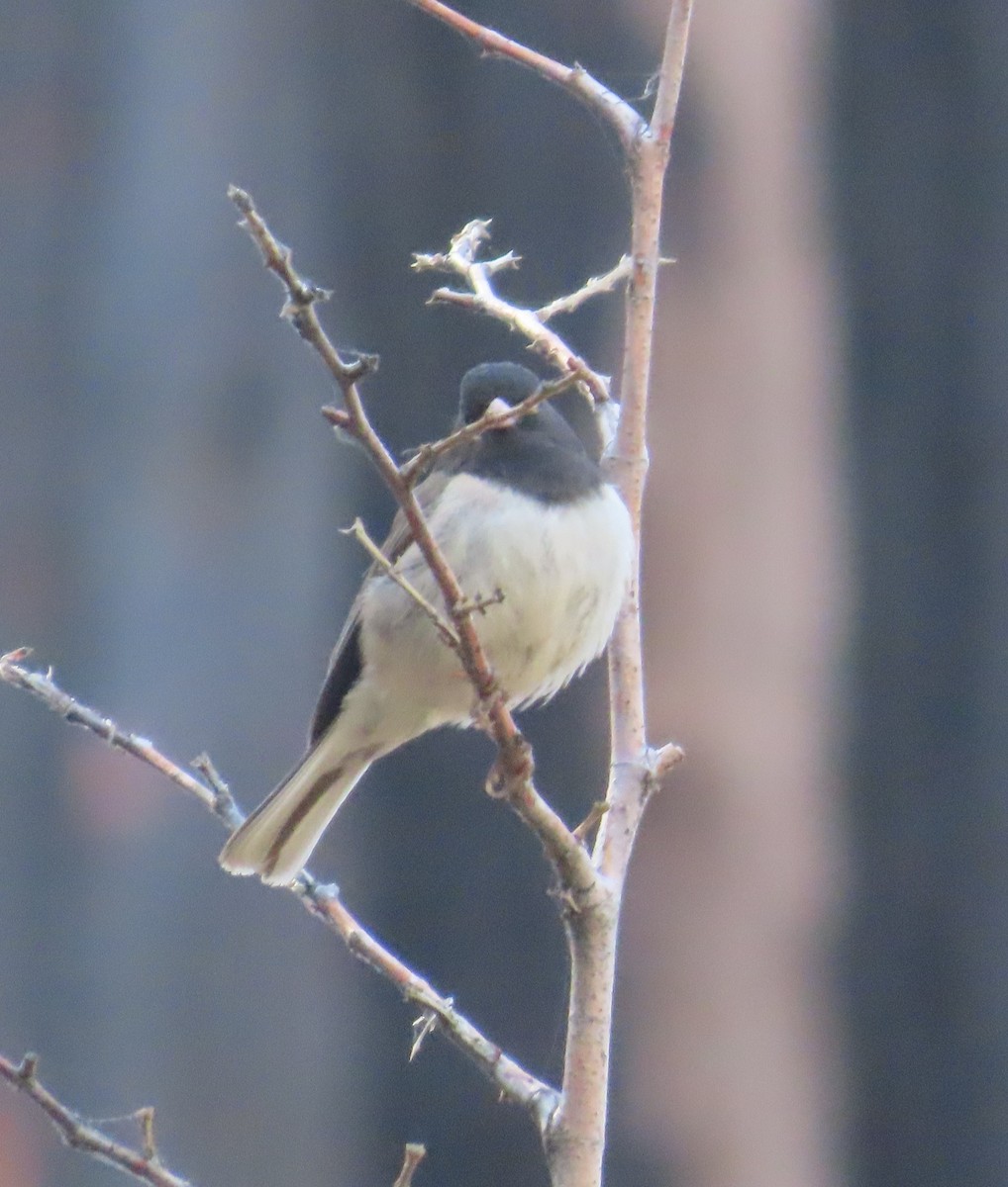 Dark-eyed Junco - ML588683061