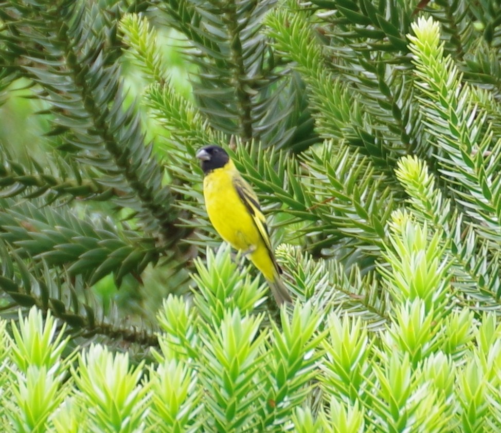 Hooded Siskin - Veronica Goidanich