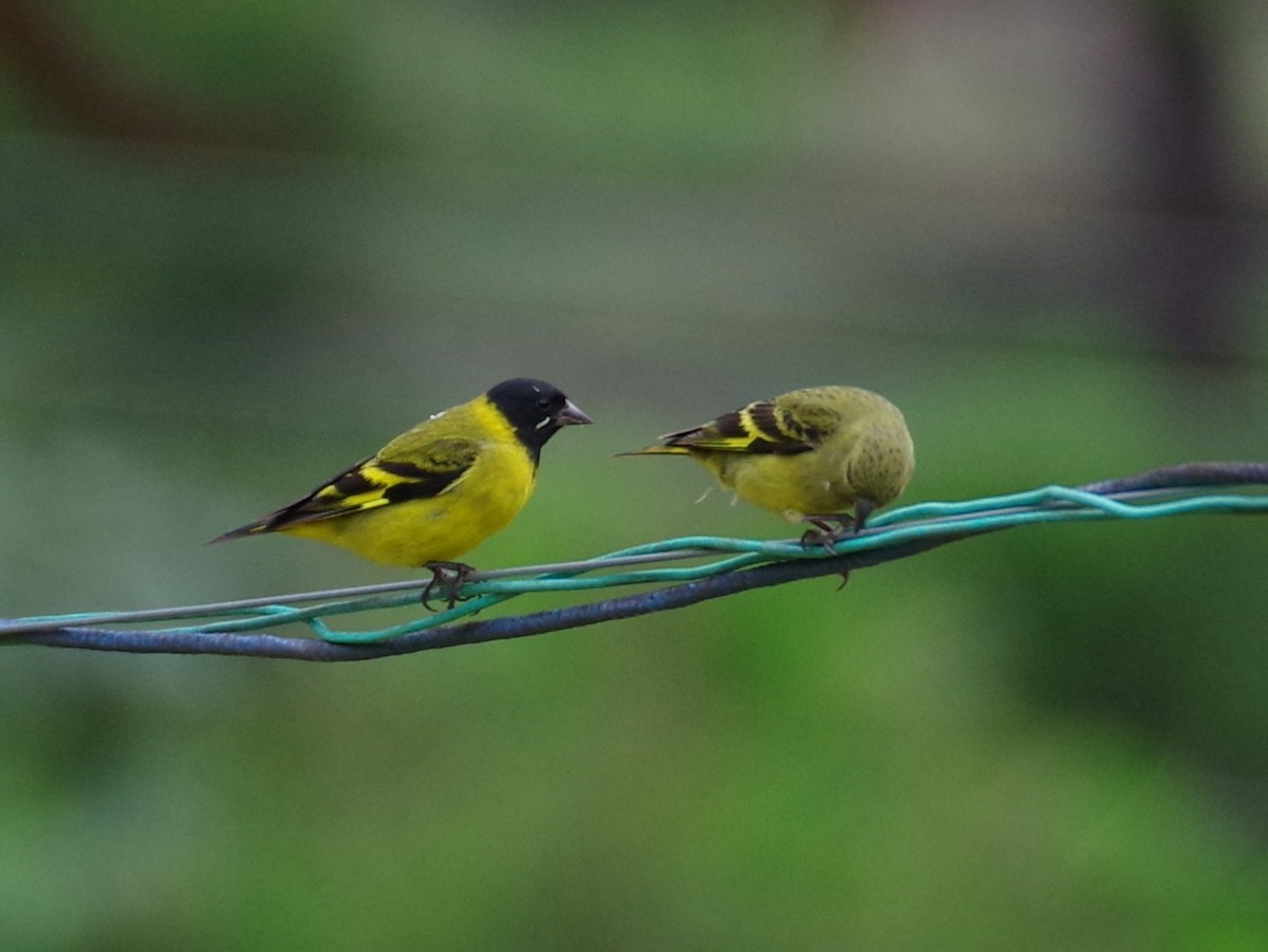 Hooded Siskin - Veronica Goidanich