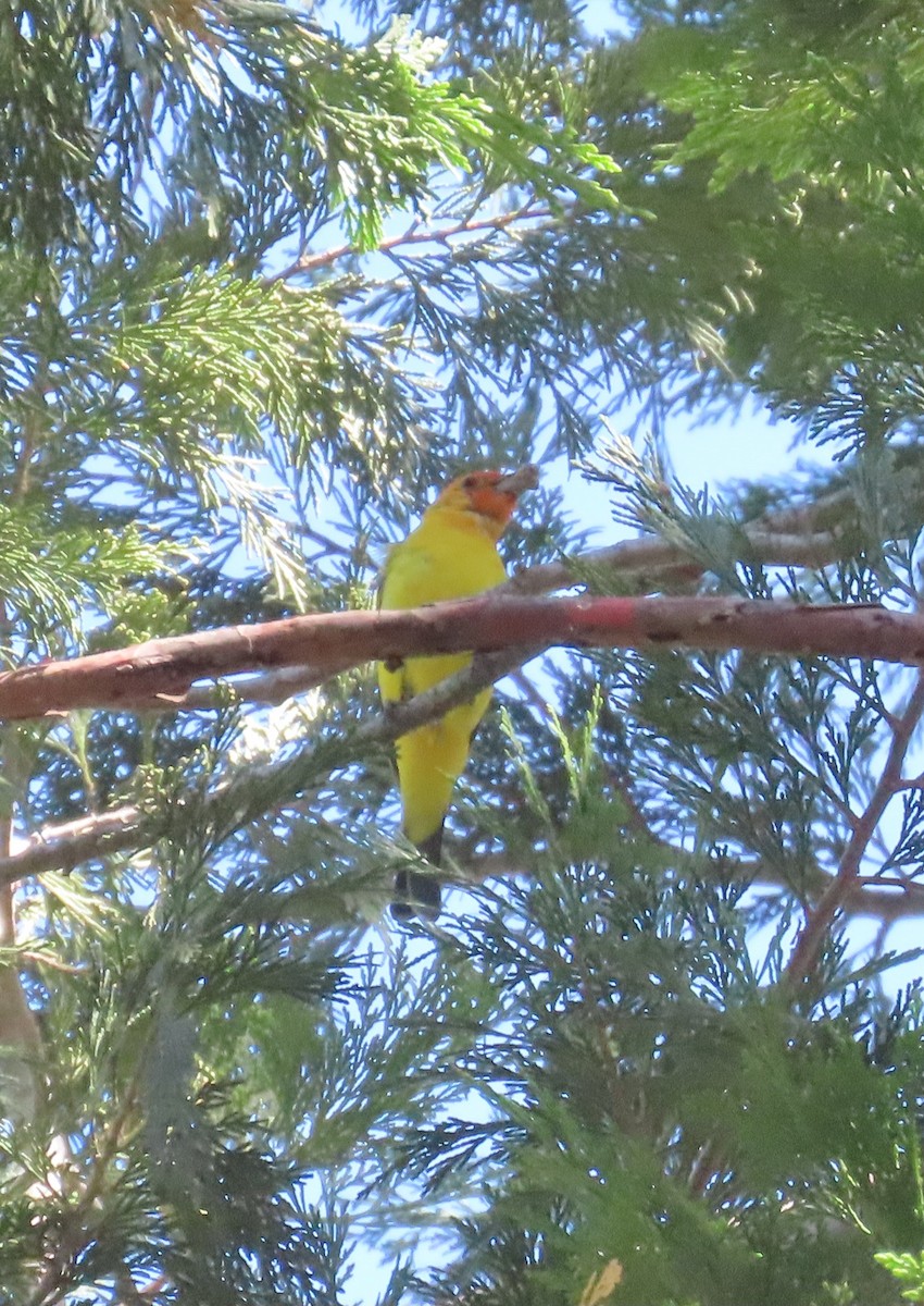 Western Tanager - ML588684631