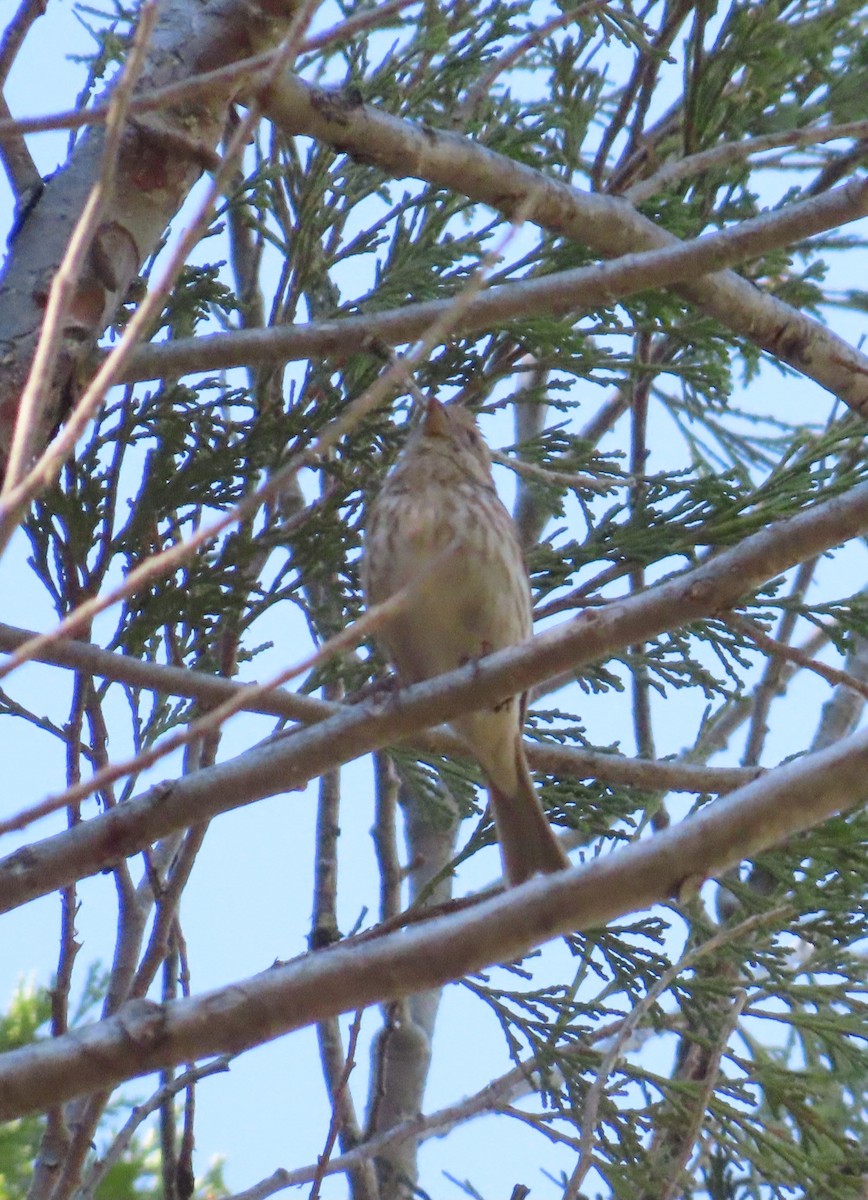 Purple Finch - Anonymous