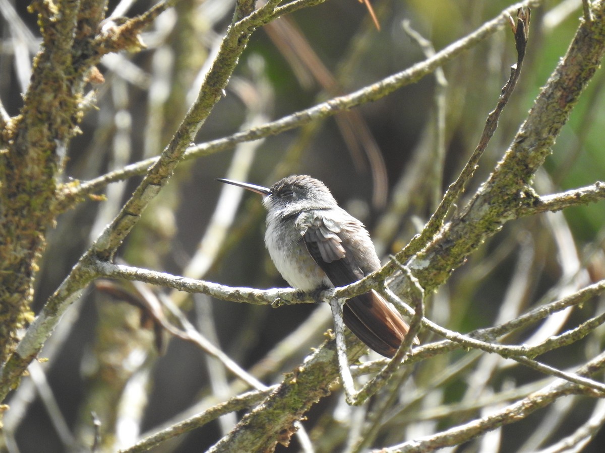Azure-crowned Hummingbird - ML588685181