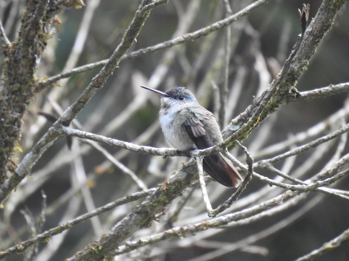 kolibřík azurovotemenný - ML588685191