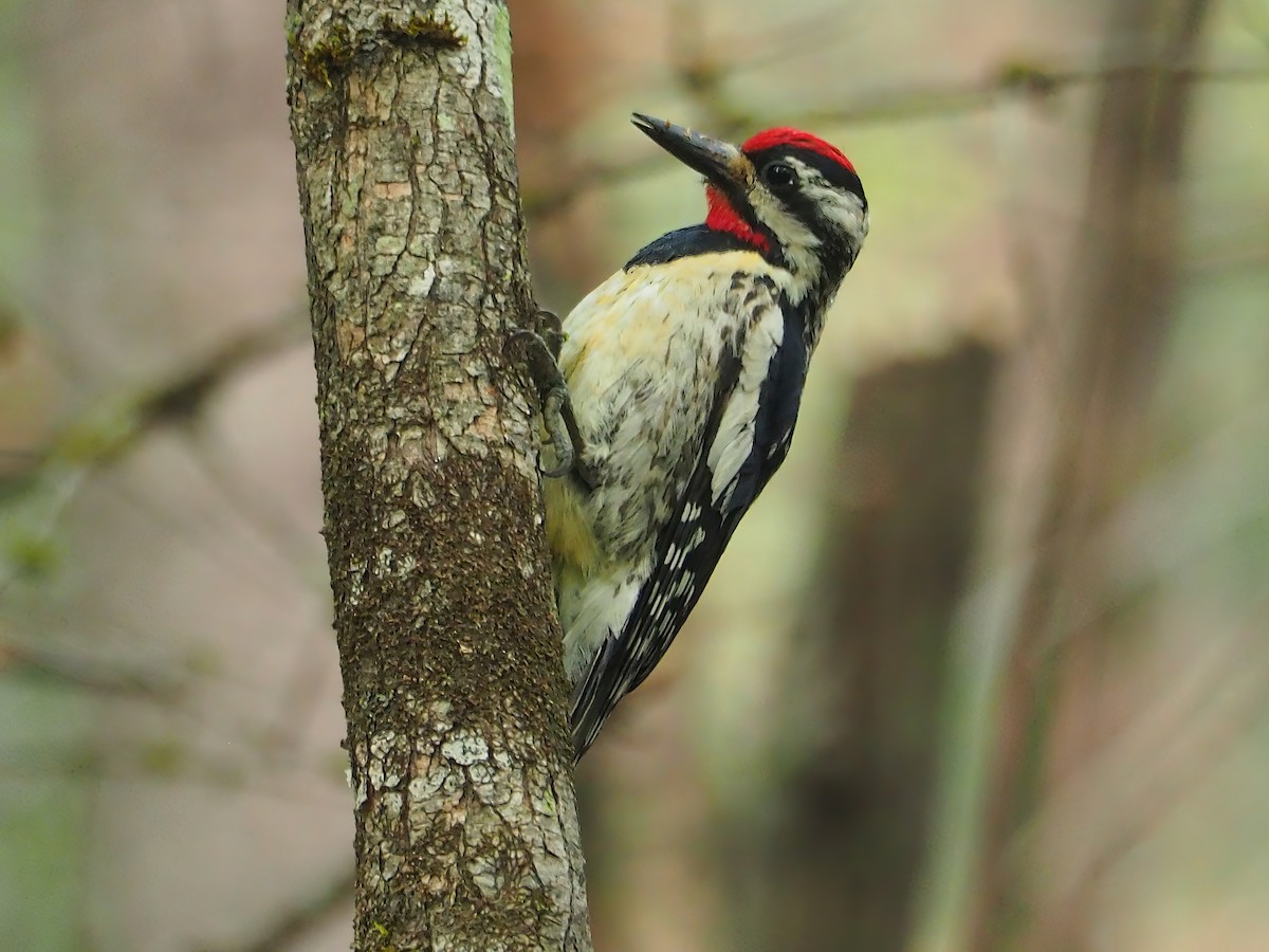 Yellow-bellied Sapsucker - ML588685281