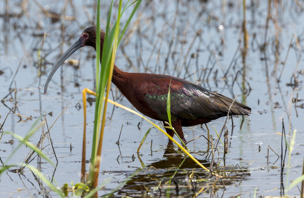 White-faced Ibis - ML588685471