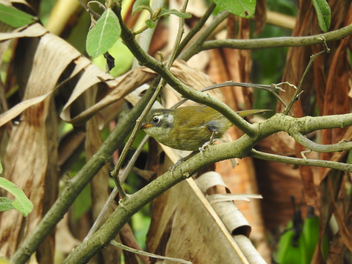 Clorospingo Común (grupo postocularis) - ML588685681