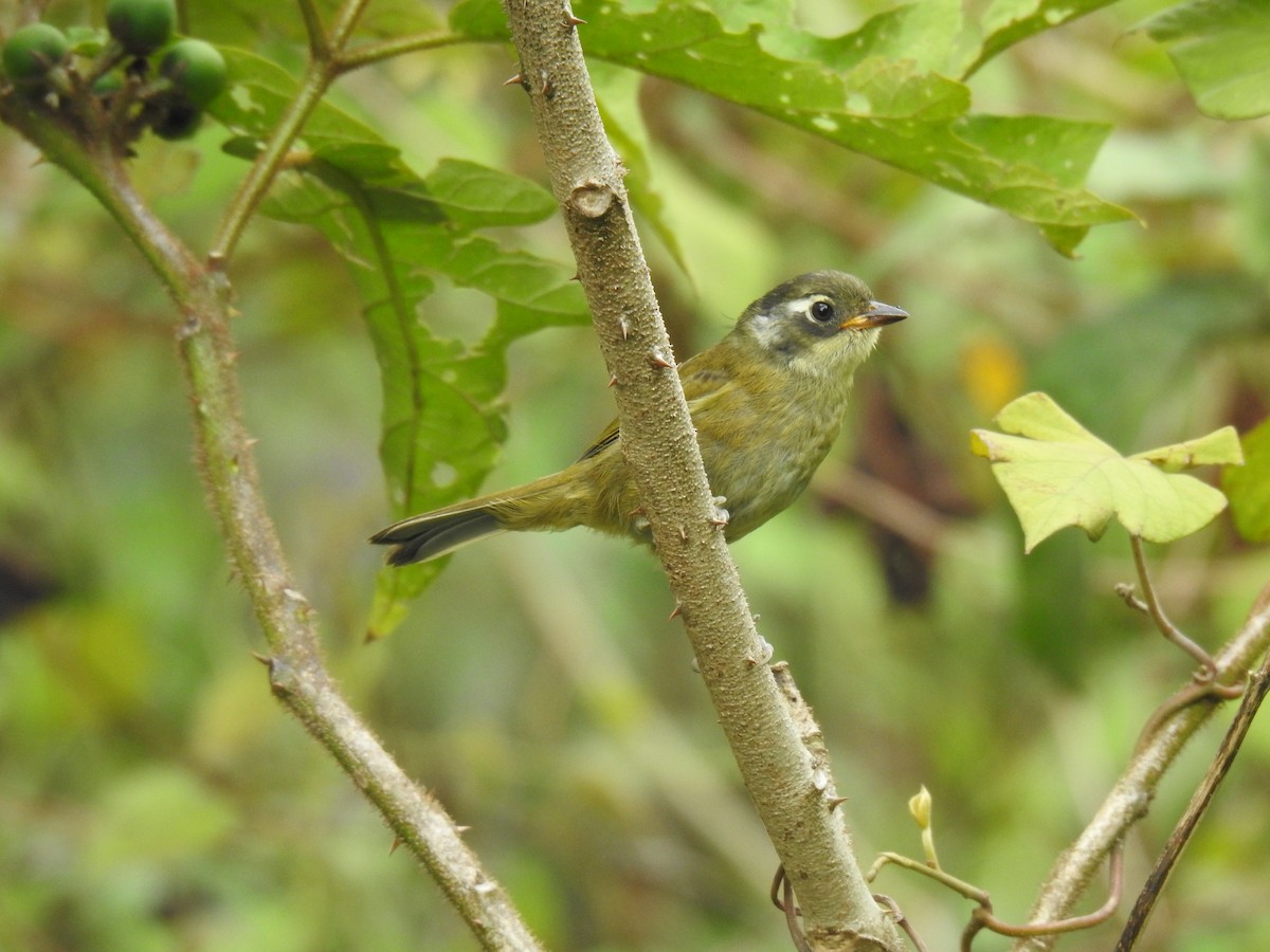 Common Chlorospingus (Middle America) - Justin Harris